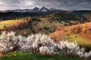 osturnia